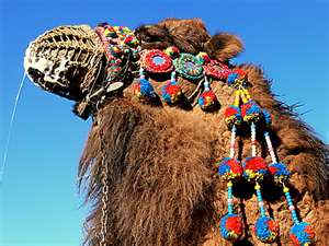 Camel Fighting Image Credit: www.atamanhotel.com/camel.html