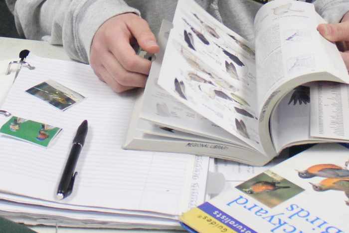 Using Bird Field Guide Books