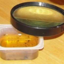 Examining life in pond water during Lesson 1: Taxonomy, Animal Classification, and Invertebrates Lesson