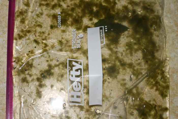 Observing green algae from a nearby pond