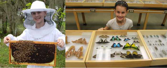 Visiting a beekeeper and seeing mounted insect collections