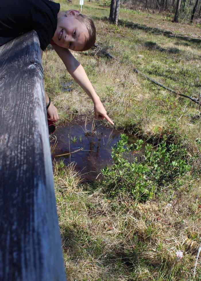 You can view them off one section of the boardwalk. 