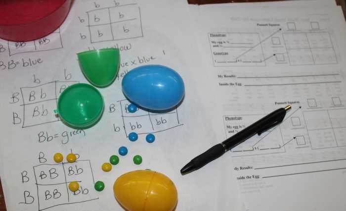 Punnett Squares Candy Egg Activity