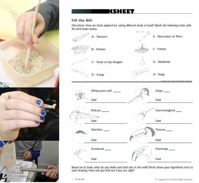 Fill the Bill Activity & Worksheet