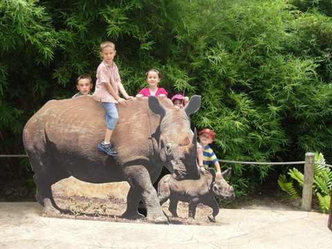 Photo op with a rhinoceros at the Houston Zoo