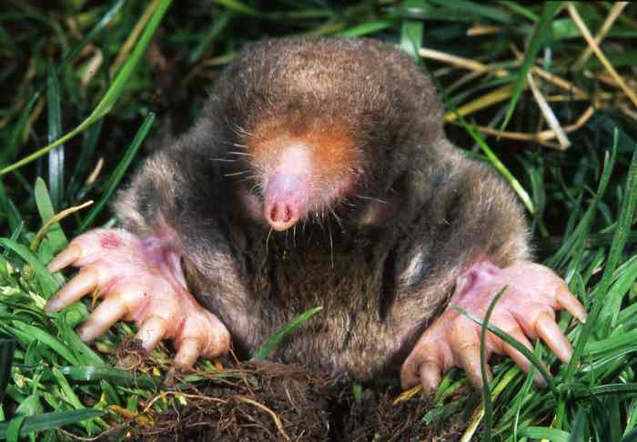 Eastern mole (Scalopus aquaticus)