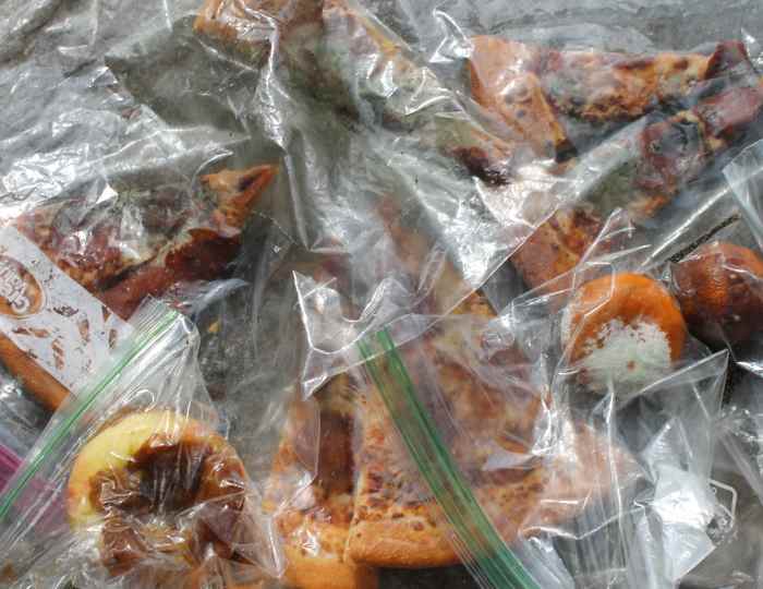 Mold specimens bagged up and ready for observation