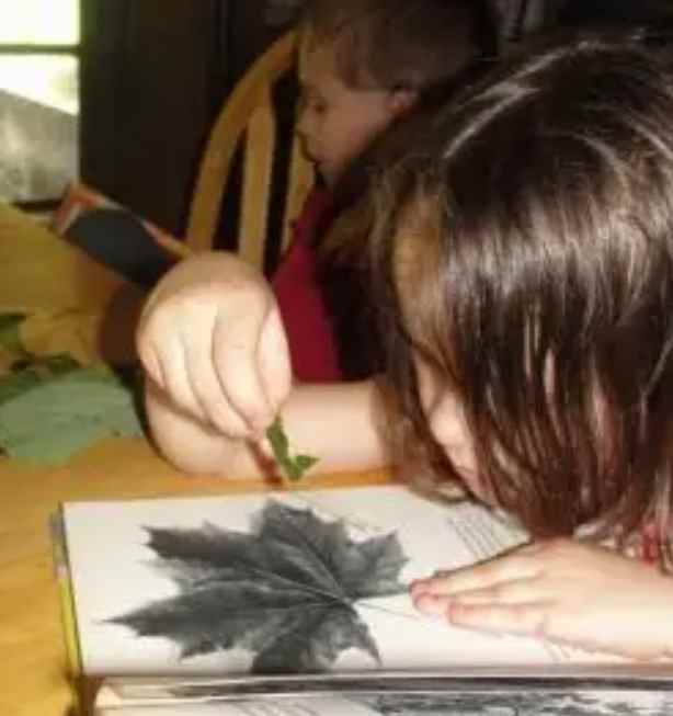 Identifying trees using the leaf shape