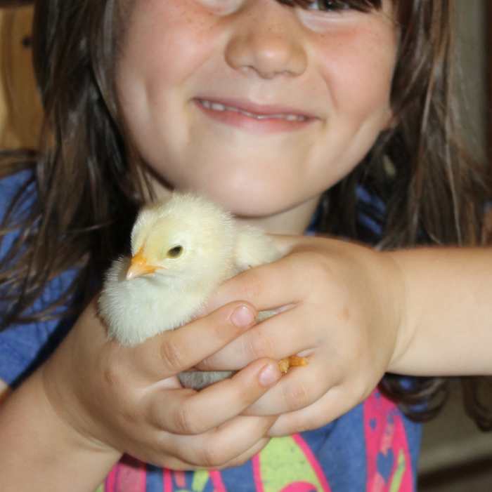 birds-lesson-plan-in-animal-classification-unit-study