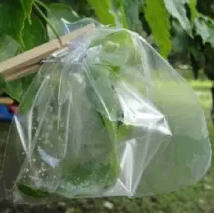 Plastic bag with water droplets