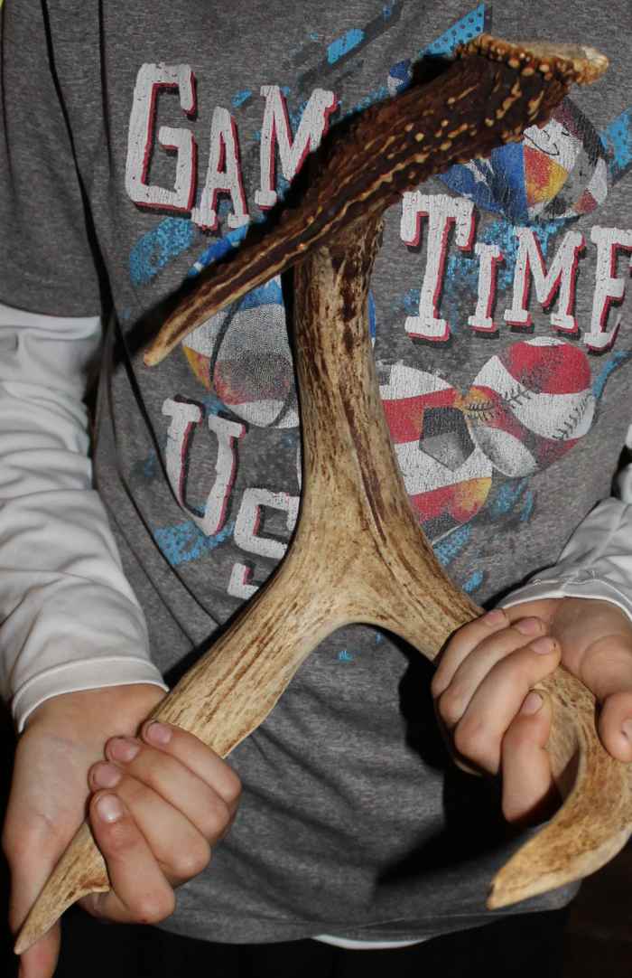 Examining deer antlers