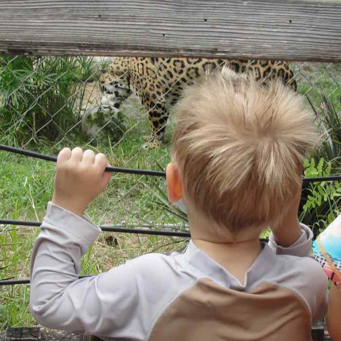Spying the jaguar after playing in the splash pad at the Jacksonville Zoo (where we get in free with our AZA membership)