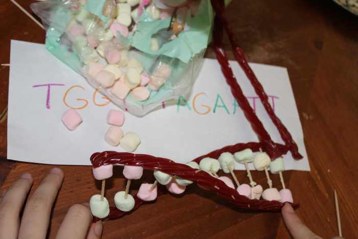 Edible model of DNA