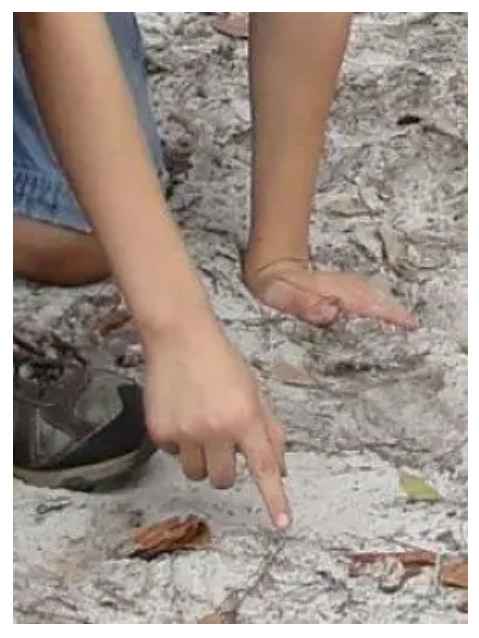 Identifying deer tracks during the tracking expedition from Lesson 1: Daniel Boone, Frontiersmen, & Tracking Lesson