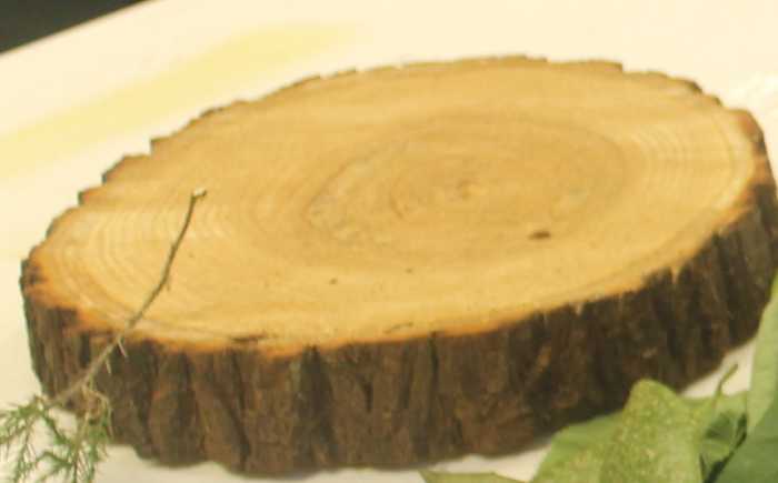 leaves-and-photosynthesis-lesson