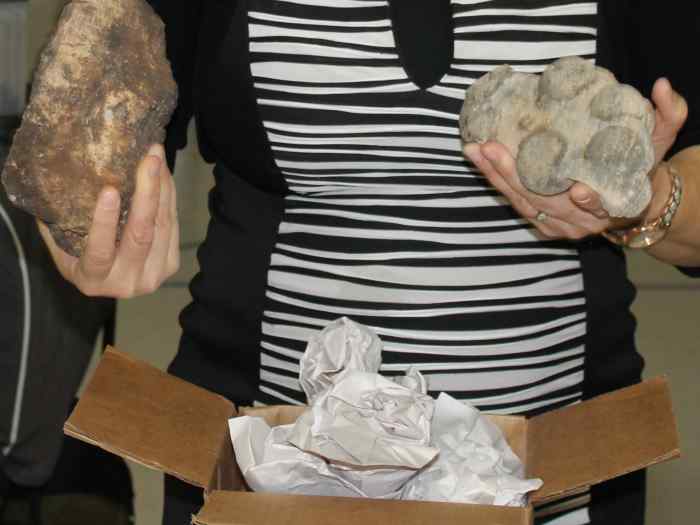 Fossilized dinosaur poop & eggs