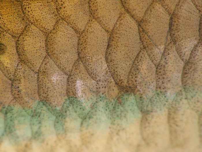 Looking at fish scales