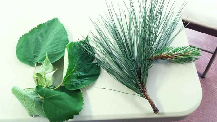  This deciduous verses coniferous tree demonstration photo was taken by Victoria, one of the mothers in our co-op class.