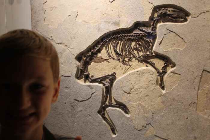 The fossil collection is incredible...literally. Yes, it's evolutionary. We ignore that and just enjoy the amazing collection.