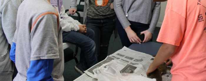 Dissecting a squirrel