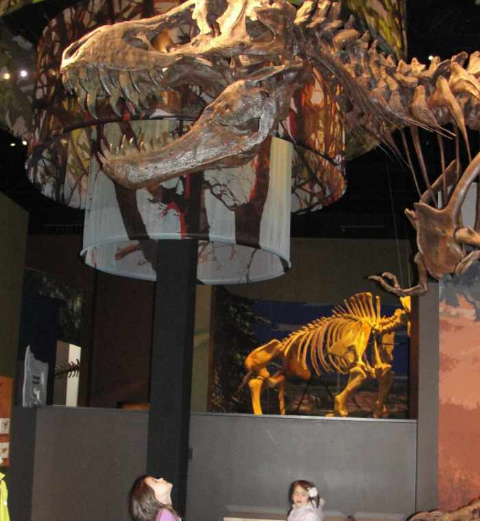 Discovering how enormous a T-Rex really was at the Tellus Museum (where we got in free with our ASTC membership card)