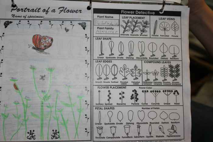 Homework assignment for Tuesday: Find and sketch 3 flowers and identify them.