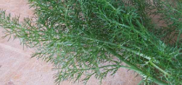 Wild fennel