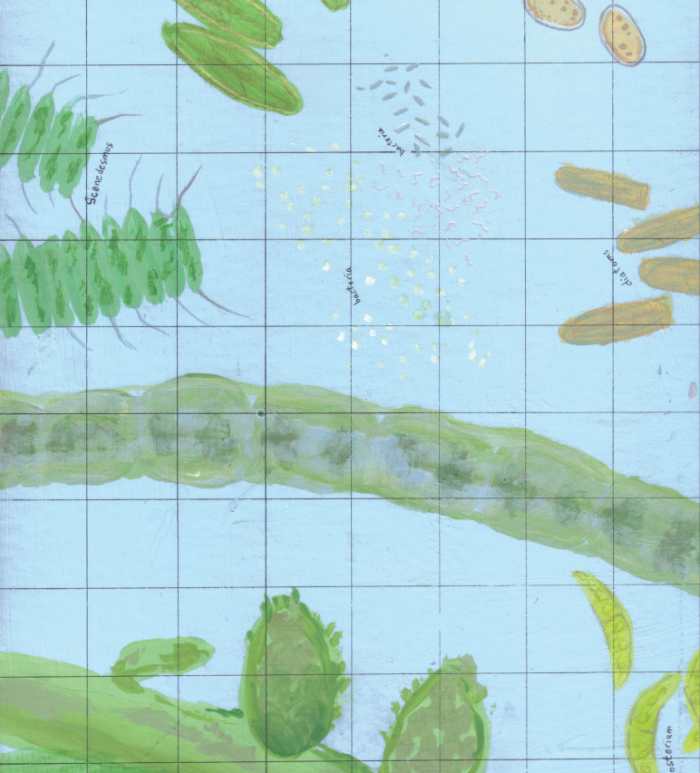 Part of the Pond Scum game