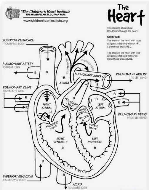 Heart worksheet