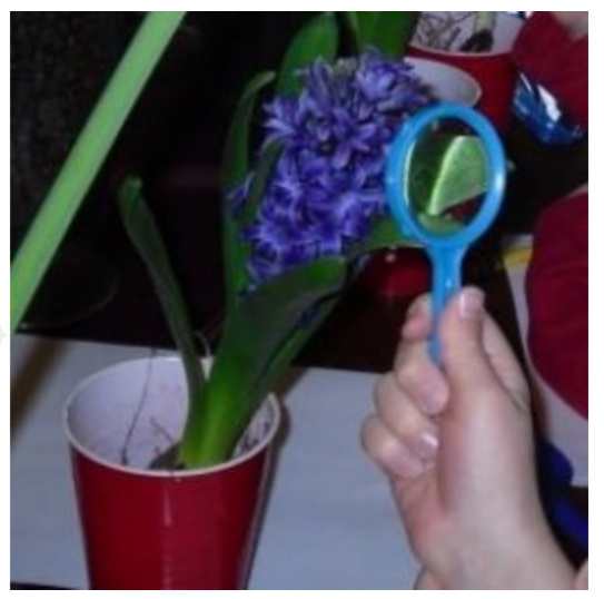 Observing parts of a flower from and activity found in Part 2: Flowers Lesson