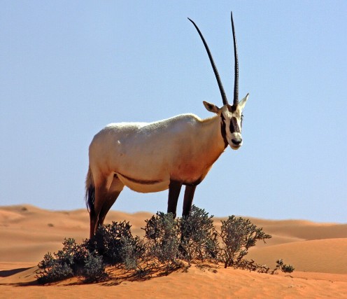 Arabian Oryx