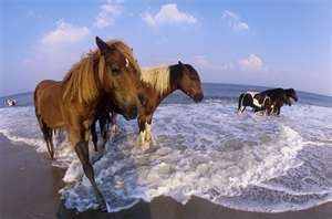 Image credit: http://mybt.budgettravel.com/_Assateague-Island-Berlin/photo/2660524/21864.html