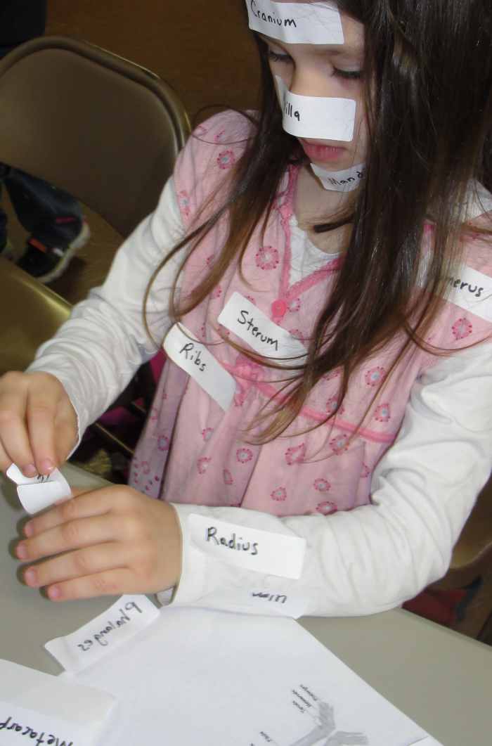 Using stickers to label bones in their bodies