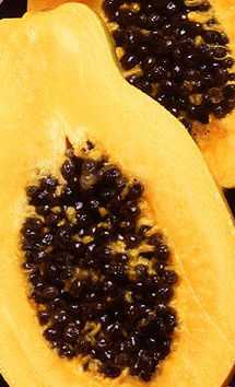 Food from the tropical rain forest: papaya