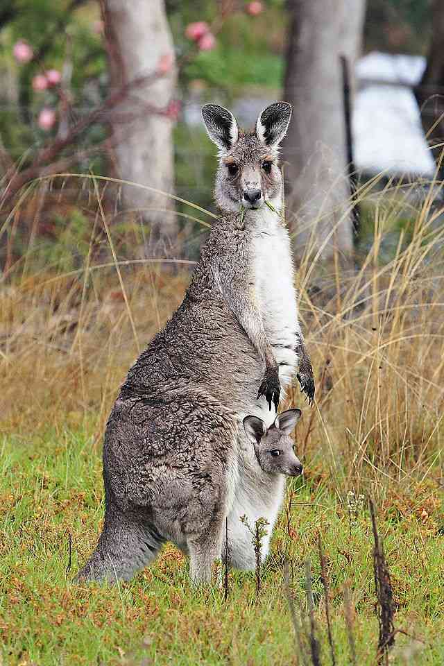 Eastern Grey Kangaroo with Joey