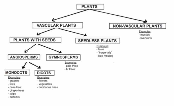 The plant classification chart came from https://www.easypacelearning.com/science/plants/plants/1332-plant-classifications-of-flowering-and-non-flowering-plants .