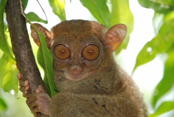 Tarsier (Carlito syrichta)