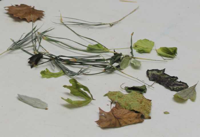 botany-scavenger-hunt