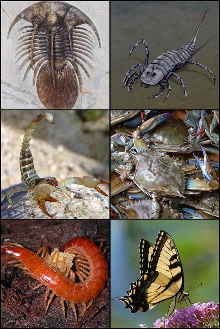 Arthropods