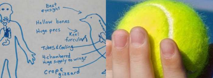 Keen eyesight of birds