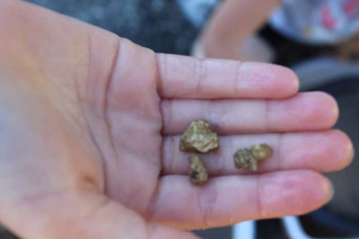 Showing off "gold" (rocks and pebbles spray-painted gold)