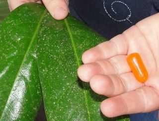 Hand each child candy. This is the endosperm (stored food for energy) that the seed will need to grow before it can begin photosynthesis. The endosperm really is sugar. Also give each child 2 leaves. These will be the cotyledons (first leaves).