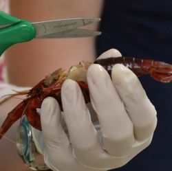 Dissecting a crayfish - Photo taken by Michelle Harrison, who participates in our class