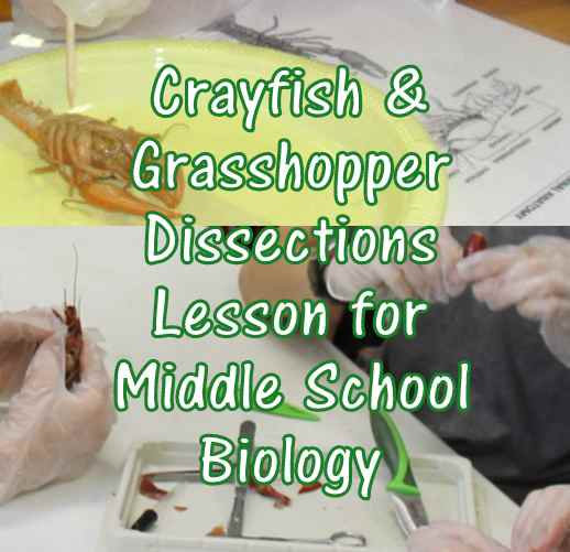 Arthropod Anatomy & Dissection Lesson for Middle School: Crayfish and Grasshoppers