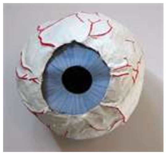 Eyeball model