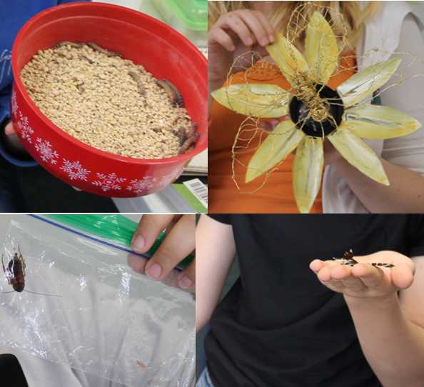 Some of the insects and insect-related items students brought to share with the class