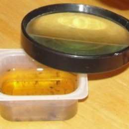 Examining life in pond water from Lesson 1: Taxonomy, Animal Classification, and Invertebrates