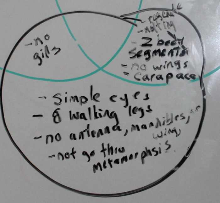 Arachnid portion of Venn diagram comparing the classes of arthropods