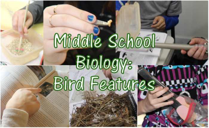 Christian Middle School Biology Lesson: Bird Features