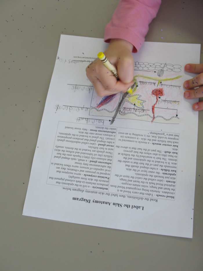 Labeling parts of the skin